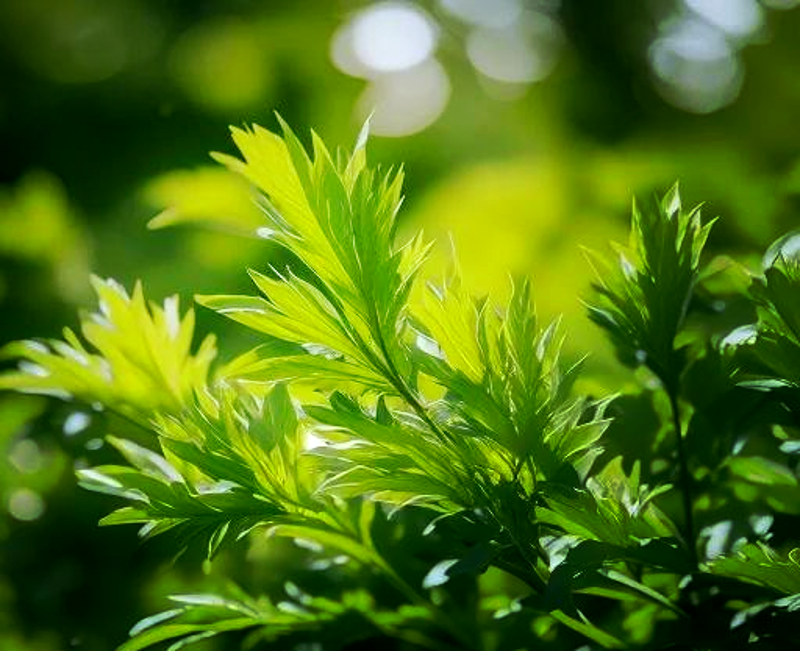 艾草精油:源自大自然的温柔守护