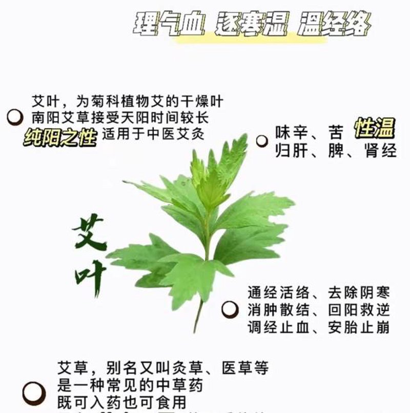 艾草精油：现代生活中的自然守护者