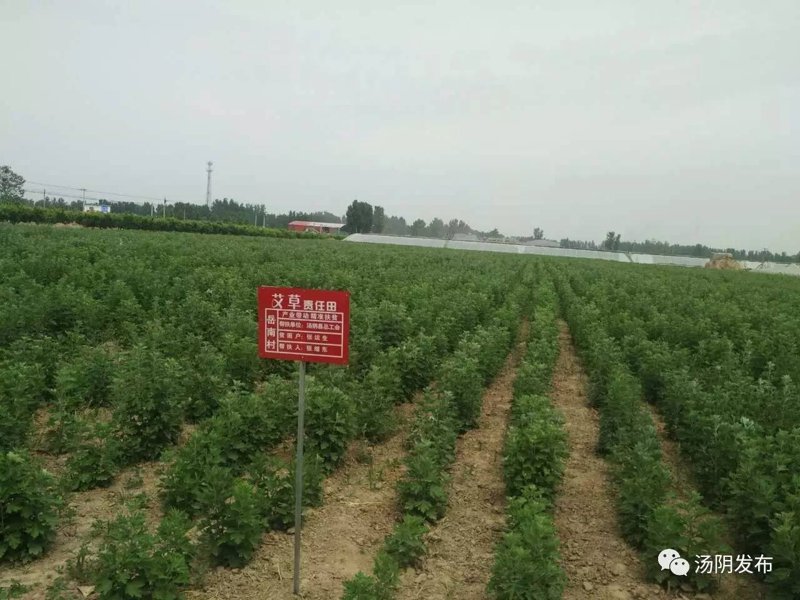 艾草制品行业：传统与现代的完美结合