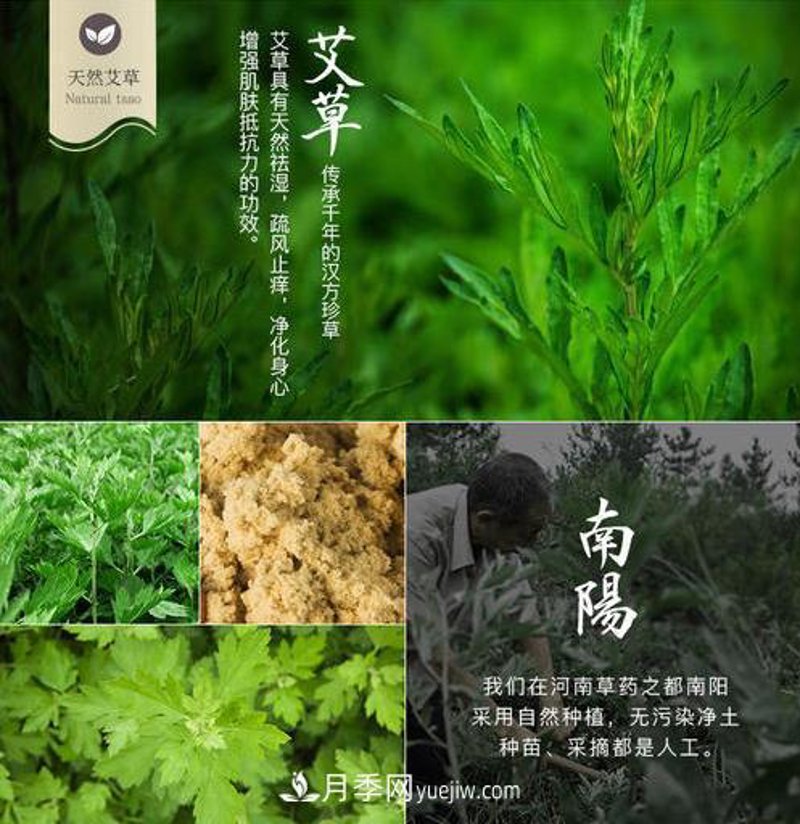 南阳艾草:传统养生的现代魅力